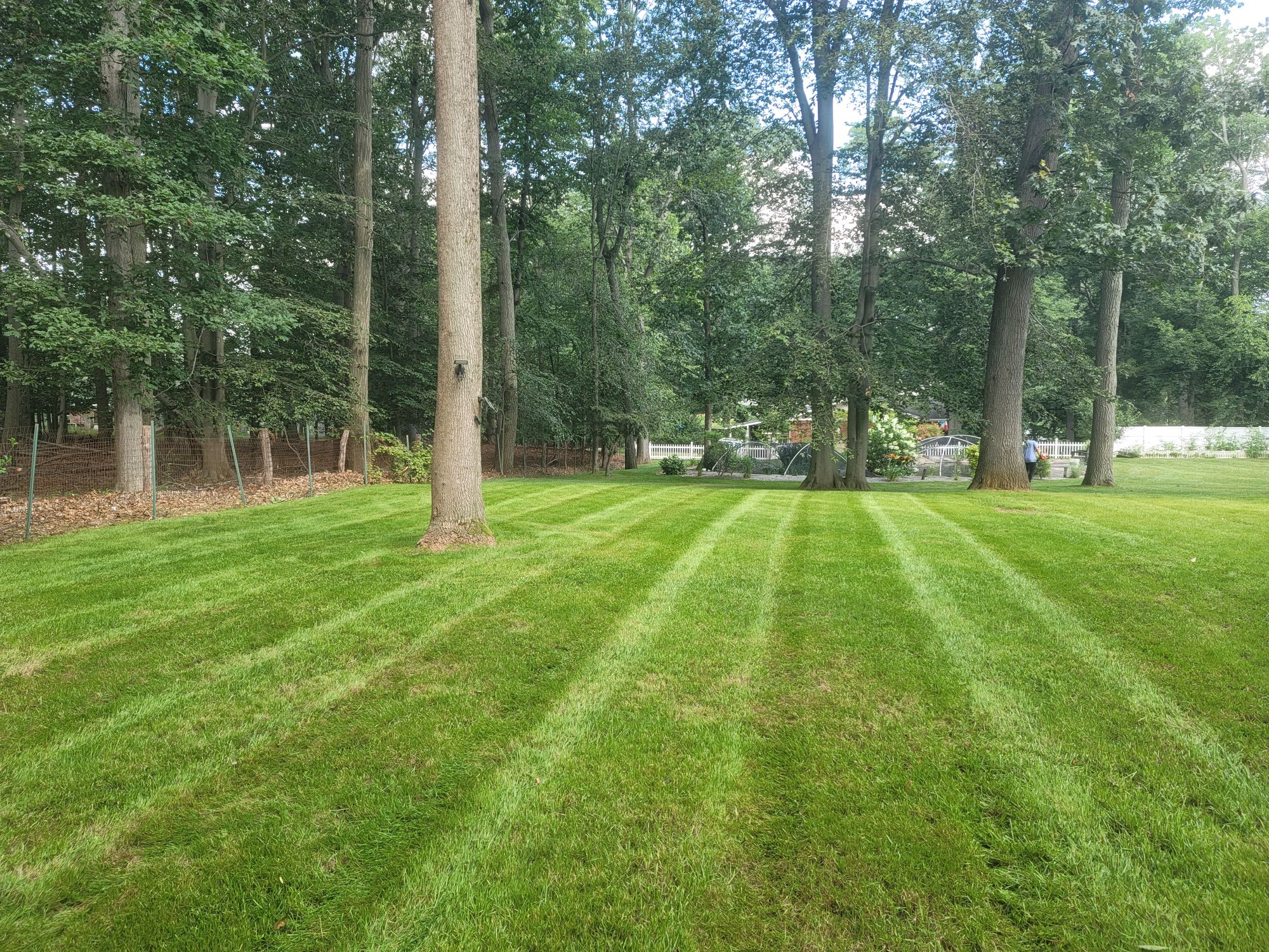 A freshly cut lawn