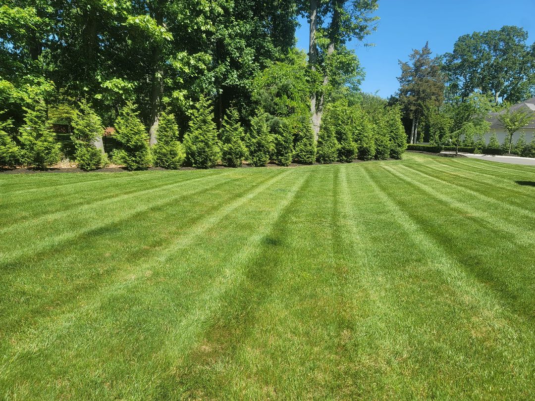 A freshly cut lawn